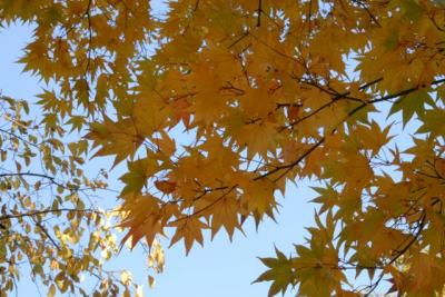 北海道大学散策