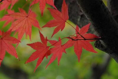 秋深まる有馬温泉で線香花火のような・・
