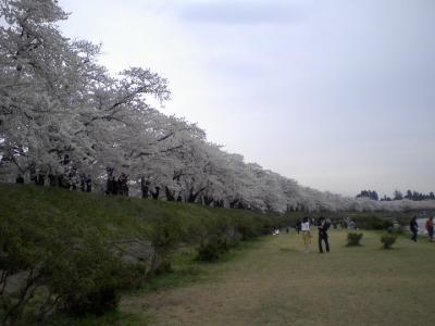 東北：秋田・青森ドライブ旅行２泊３日（1日目：秋田：角館の武家屋敷と桜）