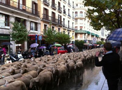 車も人もお退き～　羊が首都を行く！　【移牧まつり】　マドリード2010　フィエスタ・トラスウマンシア