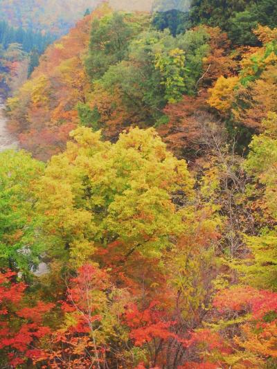 パシナ　紅葉の秋田内陸縦貫鉄道急行もりよ [DVD] パシナ 紅葉の秋田内陸縦貫鉄道急行もりよ DVD : スカーレット