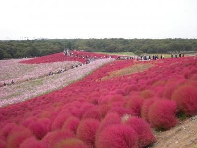 ひたち海浜公園　コキア紅葉満開を見学！