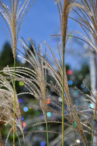 紅葉はまだちょっと早い箱根へ！ガラスの森とススキに満足♪