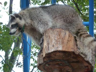 雨の福知山動物園♪