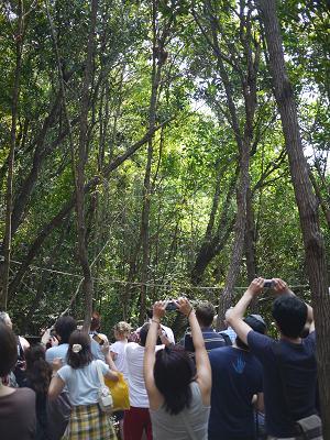 オランウータンに会おう！マレーシア・コタキナバル　ボルネオ島 子連れ旅行(Kota Kinabalu, Malaysia)