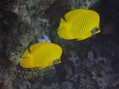 エジプトの旅　シャルム・エル・シェイク編