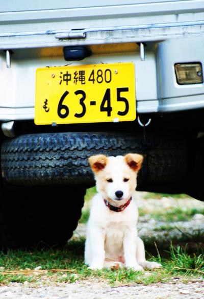 美ら海に会いに行きます！　２０１０夏　宮古島編その２