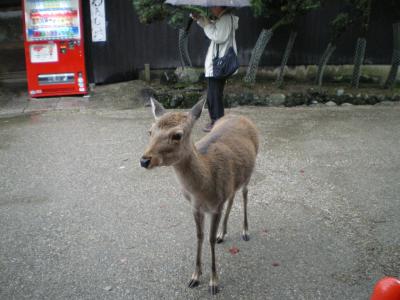 家族旅行で奈良へ