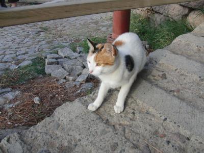 ベルガマ遺跡の猫