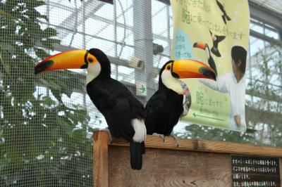 友達のリクエスト「神戸花鳥園」へレッツゴー☆