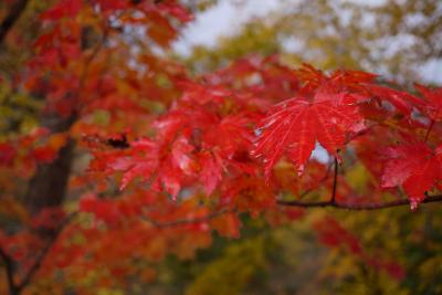 ついでの紅葉狩り