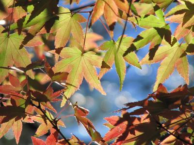 紅葉きざす秋晴れの森林公園（1）色づき始めた駅前サイクリングコースと南口売店で買い物