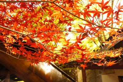 ２０１０/１1/０５☆河口湖紅葉まつり