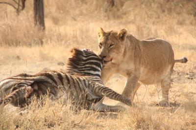 タンザニア・セレンゲティ国立公園vol.4　シマウマを運ぶライオン　