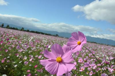 秋の花/コスモス（3）羽島の田園街道