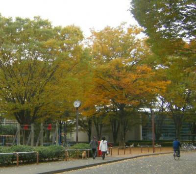 小金井公園秋