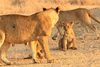 タンザニア・セレンゲティ国立公園vol.5　ライオンにサイドミラーをかじられた・・　