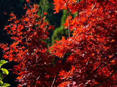 秋の定点観測　岐阜と富山の県境