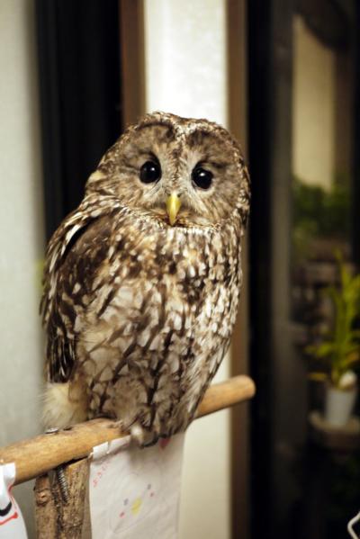 箱根仙石原 中国料理 太原の蒸し牡蠣