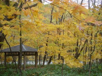 青森県　奥入瀬渓流の紅葉と石釜ピザ「ノースビレッジ」