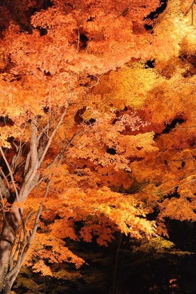 紅葉を求めて④=自転車でウロウロ…山中湖にて=夕焼けの渚紅葉まつり=