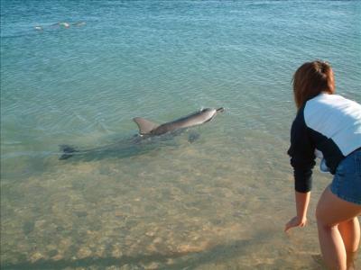 ワーキングホリデー　オーストラリア