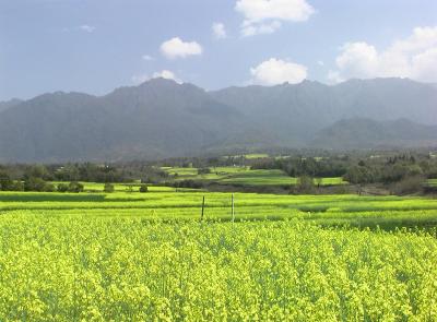 雲南省菜の花畑