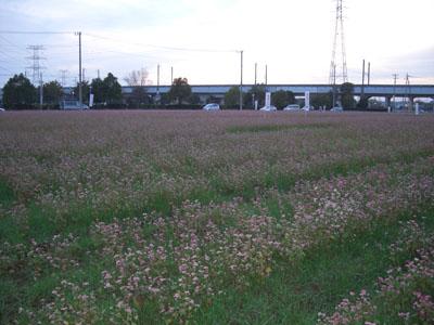 栗橋の赤蕎麦の花を観に自転車で行く