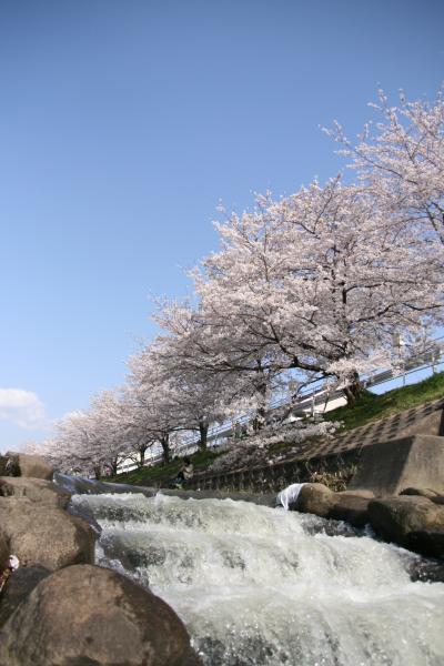 桜の穴場　in 奈良