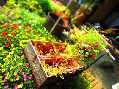 香川県＠秋の芸術祭★２０１０