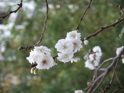 赤坂見附の交番横の桜