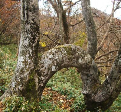 綿向山　～ 幸福ブナをくぐると 良い事が  (・∀・) ～