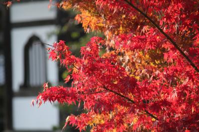 綾部安国寺　紅葉　゛もみじ゛