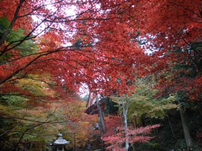 比叡山の紅葉を見に行きました。
