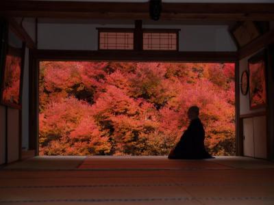 安国寺ドウダンツツジの紅葉　兵庫県豊岡市但東町