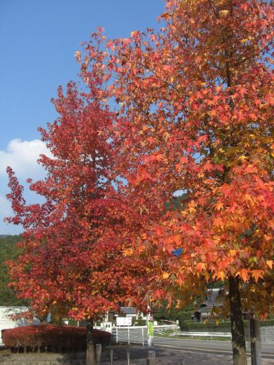 紅葉とフルーツ狩り