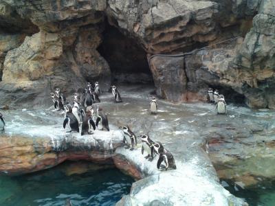 大洗でお魚天国