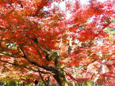 九年庵 ＆ 伊東玄朴旧宅 （紅葉）