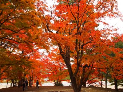 ２０１０　紅葉狩りドライブ　その１　～安芸高田市甲田町・唯称庵跡のカエデ林～