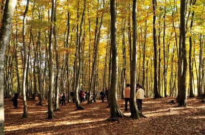 図らずも紅葉1　松之山