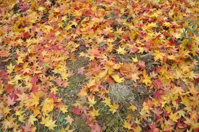 神戸市立森林植物園の紅葉2010