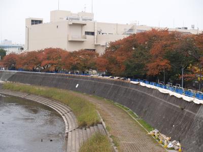 横浜・柏尾川桜並木の紅葉