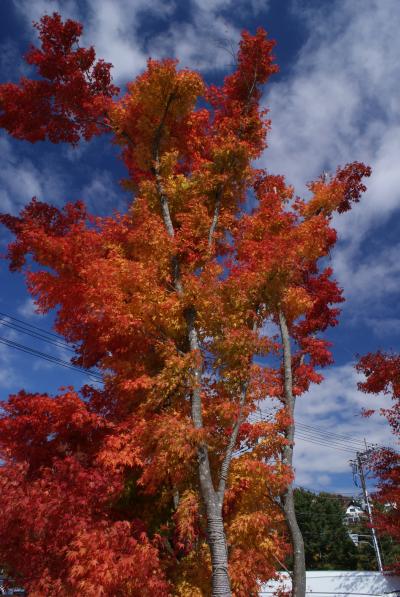 紅葉を見に行こう　山中湖・河口湖編