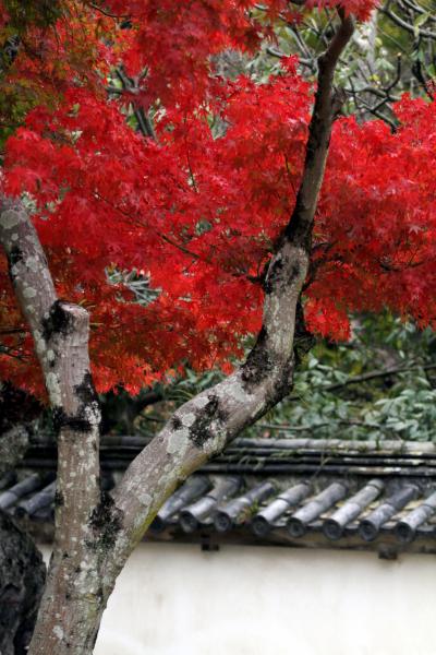 ひとり旅 ［816］ 赤や黄に染まった広葉樹がいっぱいの吉香公園、カメラ片手に紅葉観賞♪＜錦帯橋＞山口県岩国市岩国