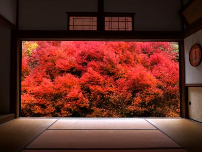 2010年11月　兵庫　安国禅寺、南枝（出石そば）