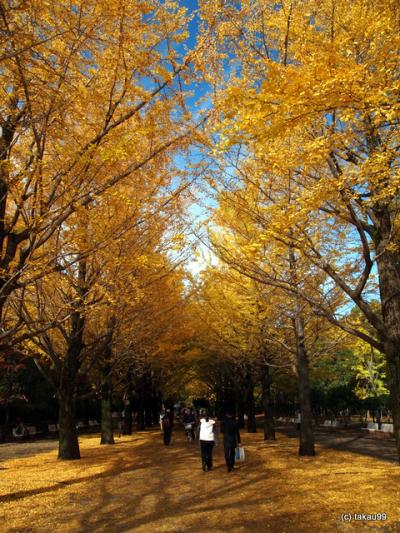 少し豊富な贈り物 秋の紅葉 光が丘公園イチョウ並木』練馬(東京)の旅行記・ブログ クラフト・布製品