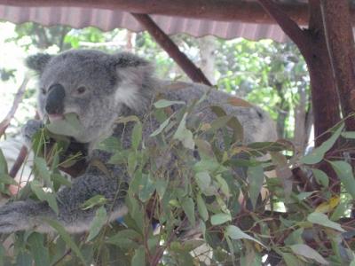母を連れてゴールドコースト＆ブリスベン　～ローンパイン、動物写真集～