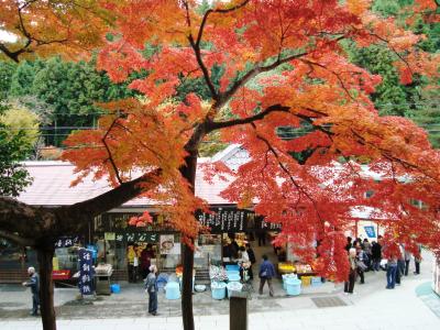 さぬきの紅葉②「大窪寺（おおくぼじ）とうどん」