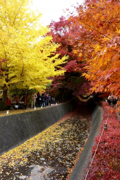 河口湖もみじ回廊2010年