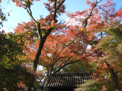 城下町・秋月の紅葉！（２０１０．１１．１８）